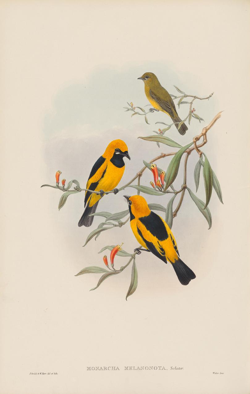 Set of Twelve Cream Mounted New Guinea Bird Pictures Prints John Gould 1804-1881 5