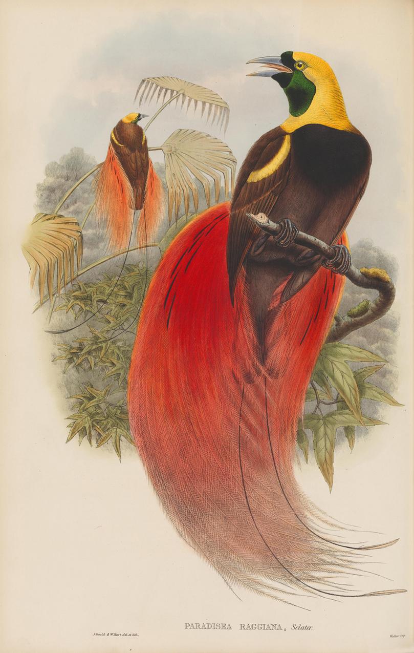 Set of Twelve Cream Mounted New Guinea Bird Pictures Prints John Gould 1804-1881 6
