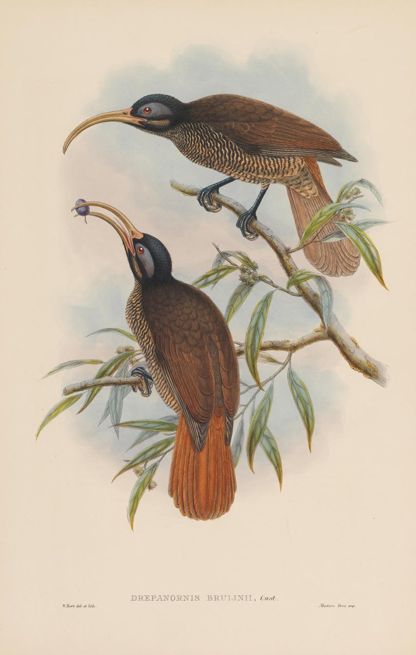 Stunning set of twelve mounted only unframed color prints after the originals from the first edition of Gould's Tropical Birds of New Guinea and the adjacent Papuan Islands from 1875-1888 printed by Henry Sotheran and Co. of London and Published by