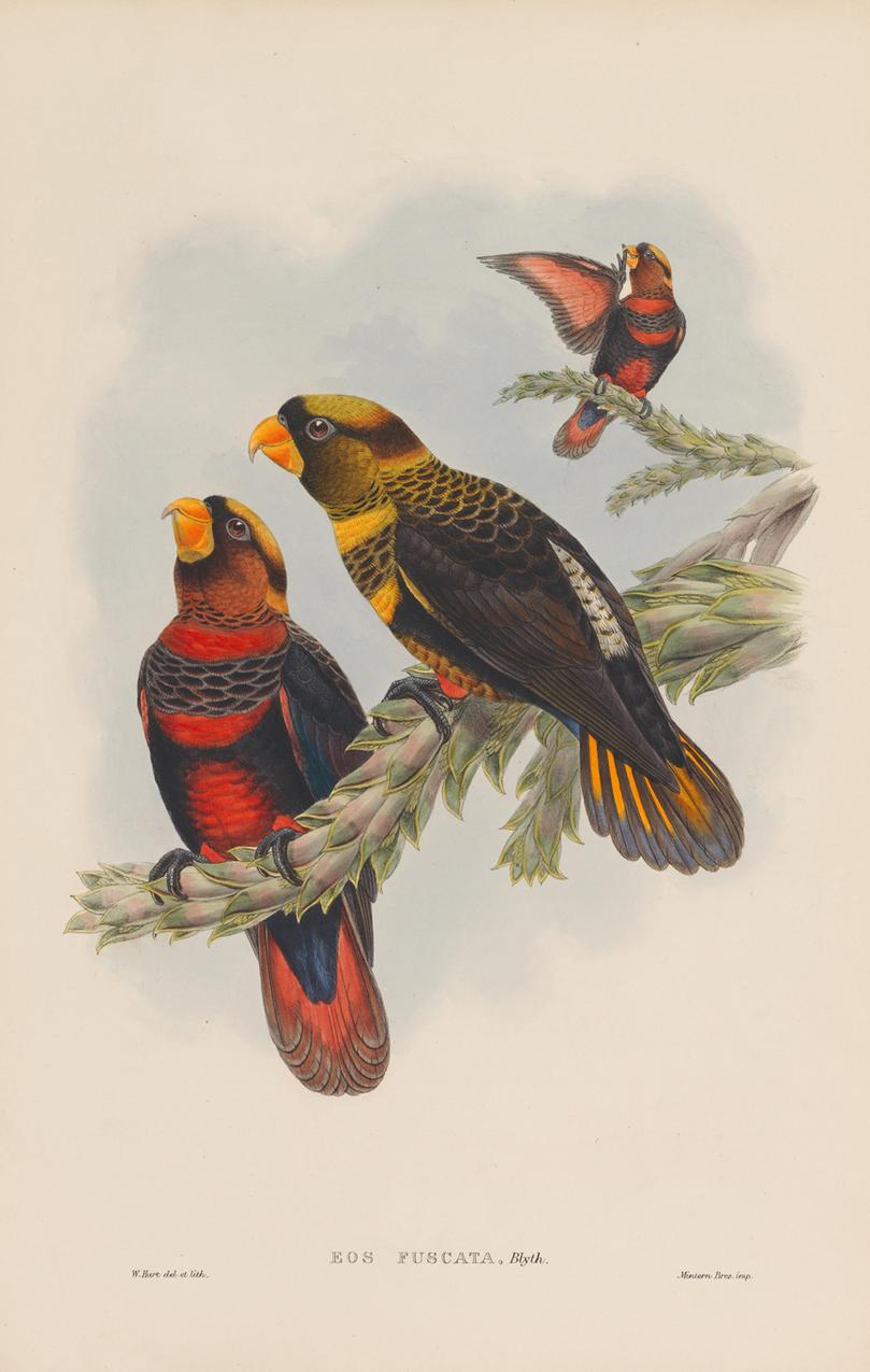Victorian Set of Twelve Cream Mounted New Guinea Bird Pictures Prints John Gould 1804-1881