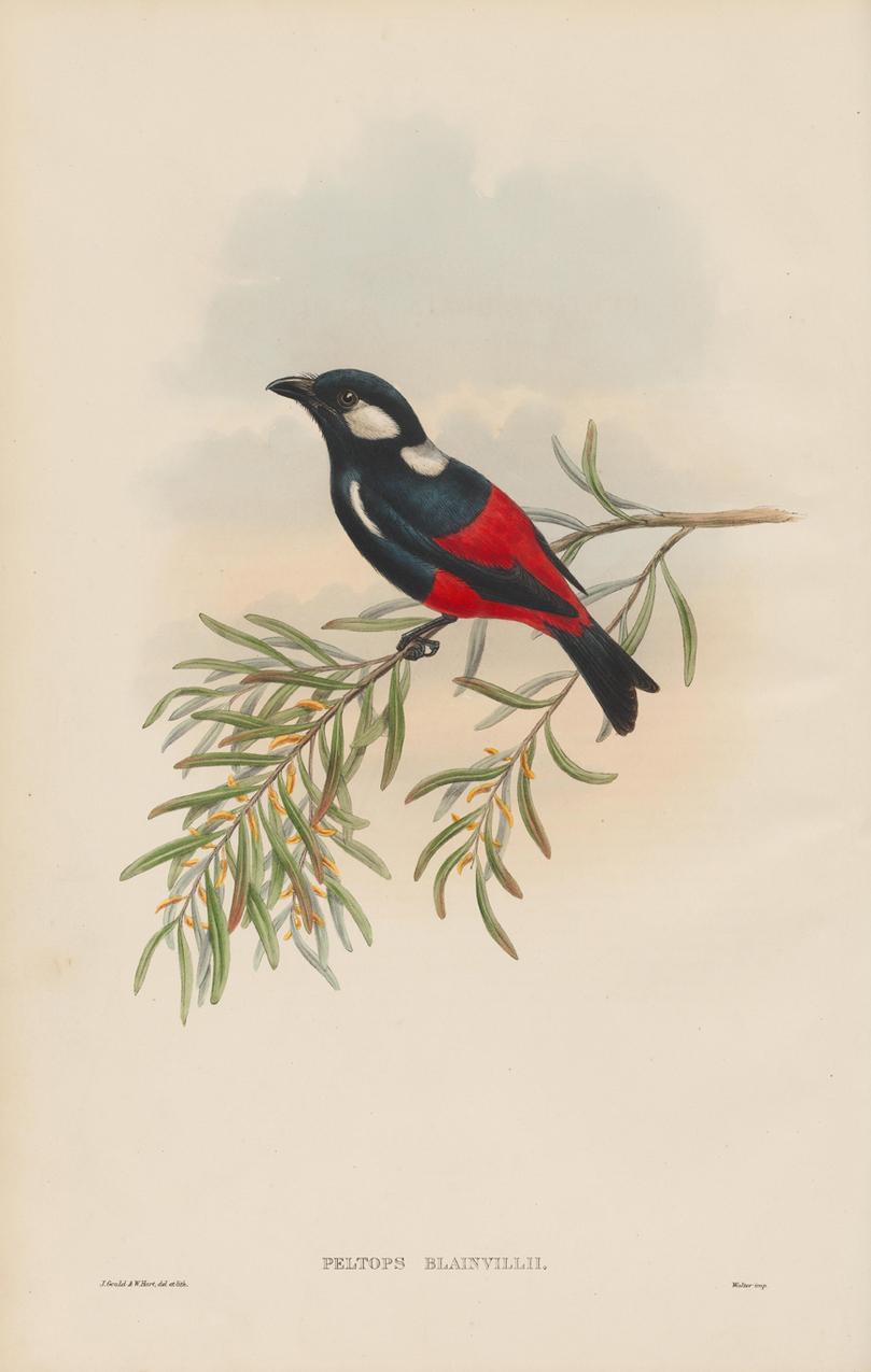 English Set of Twelve Cream Mounted New Guinea Bird Pictures Prints John Gould 1804-1881