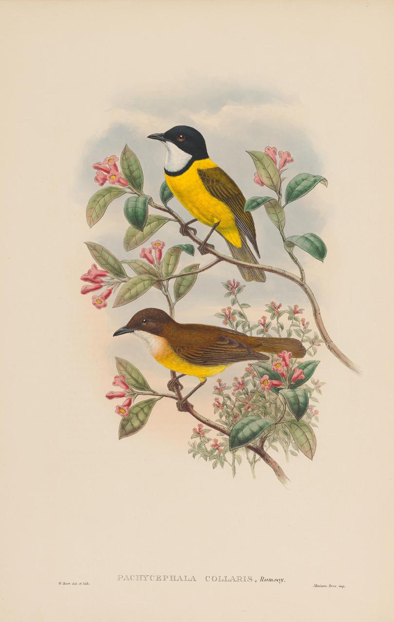 Set of Twelve Cream Mounted New Guinea Bird Pictures Prints John Gould 1804-1881 In Excellent Condition In Dublin, Ireland