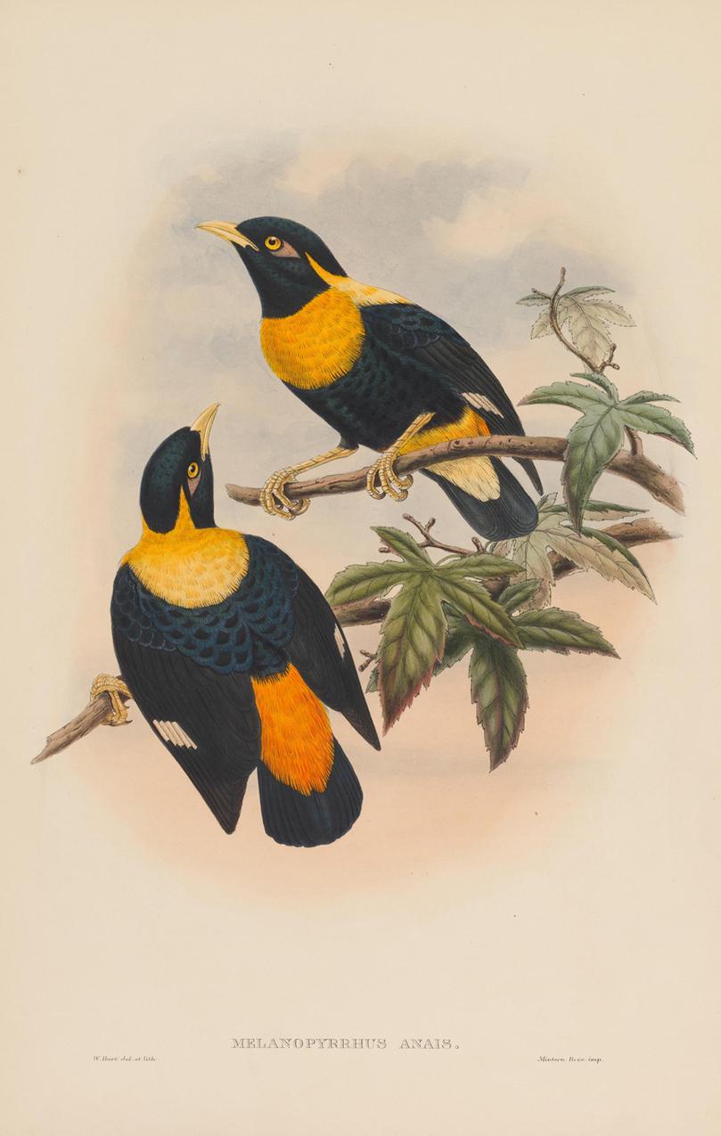 20th Century Set of Twelve Cream Mounted New Guinea Bird Pictures Prints John Gould 1804-1881