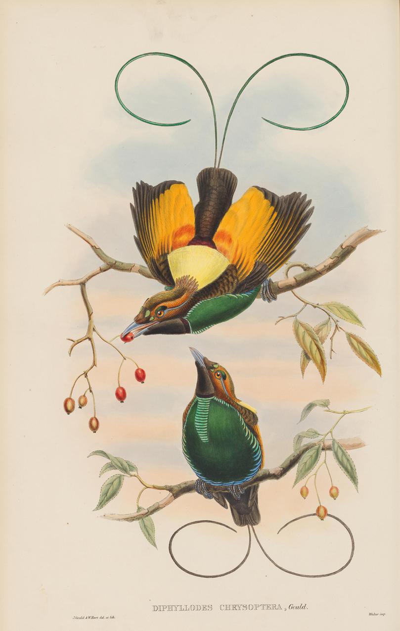 Paper Set of Twelve Cream Mounted New Guinea Bird Pictures Prints John Gould 1804-1881