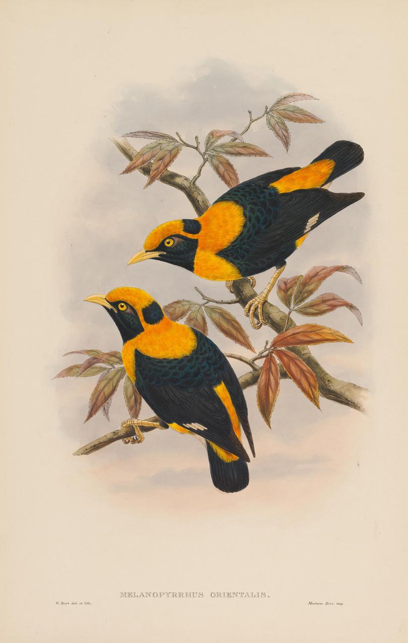 Set of Twelve Cream Mounted New Guinea Bird Pictures Prints John Gould 1804-1881 1