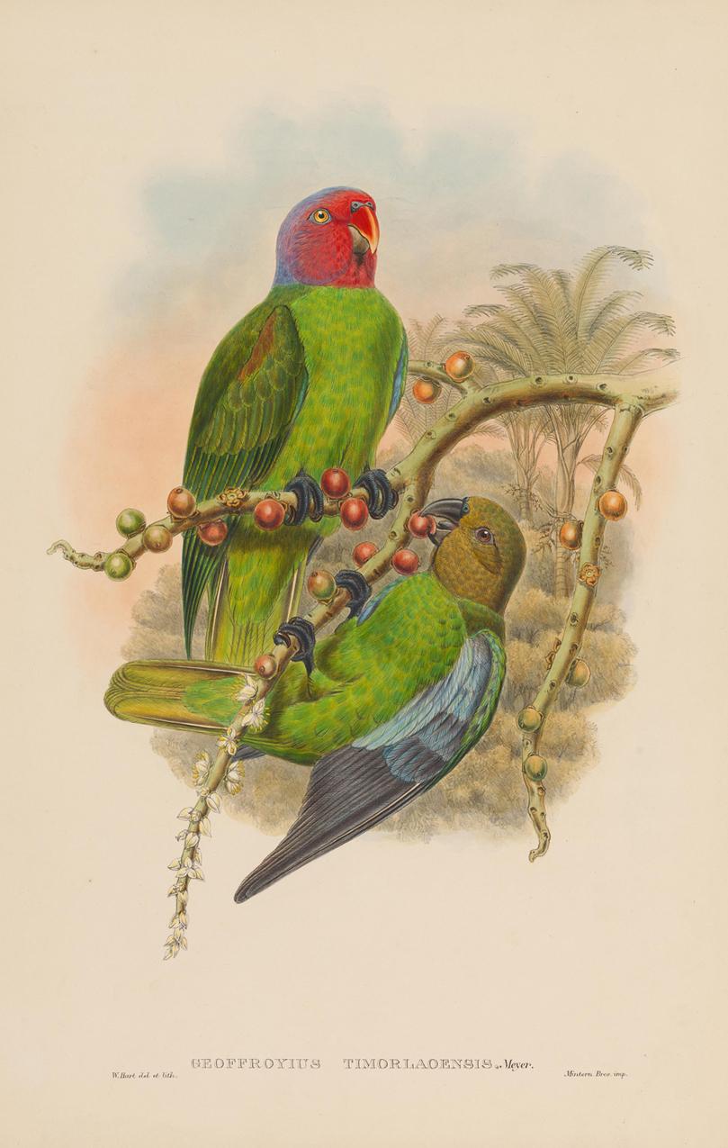Set of Twelve Cream Mounted New Guinea Bird Pictures Prints John Gould 1804-1881 2