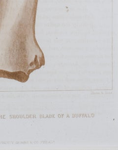 "Camanche Inscription on the Shoulder Blade of a Buffalo, " after S. Eastman