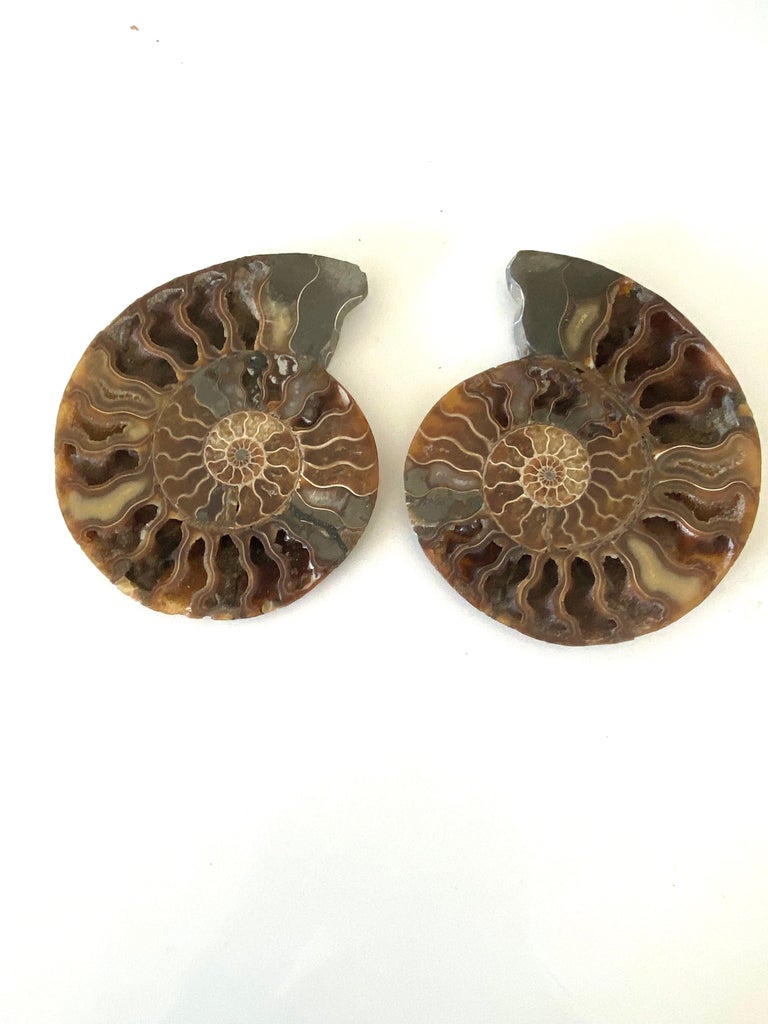 Prehistoric Madagascar pair polished matching set of two ammonites newly mounted on custom steel stands.
One of many from a large collection.
Varying sizes available
One measures 5