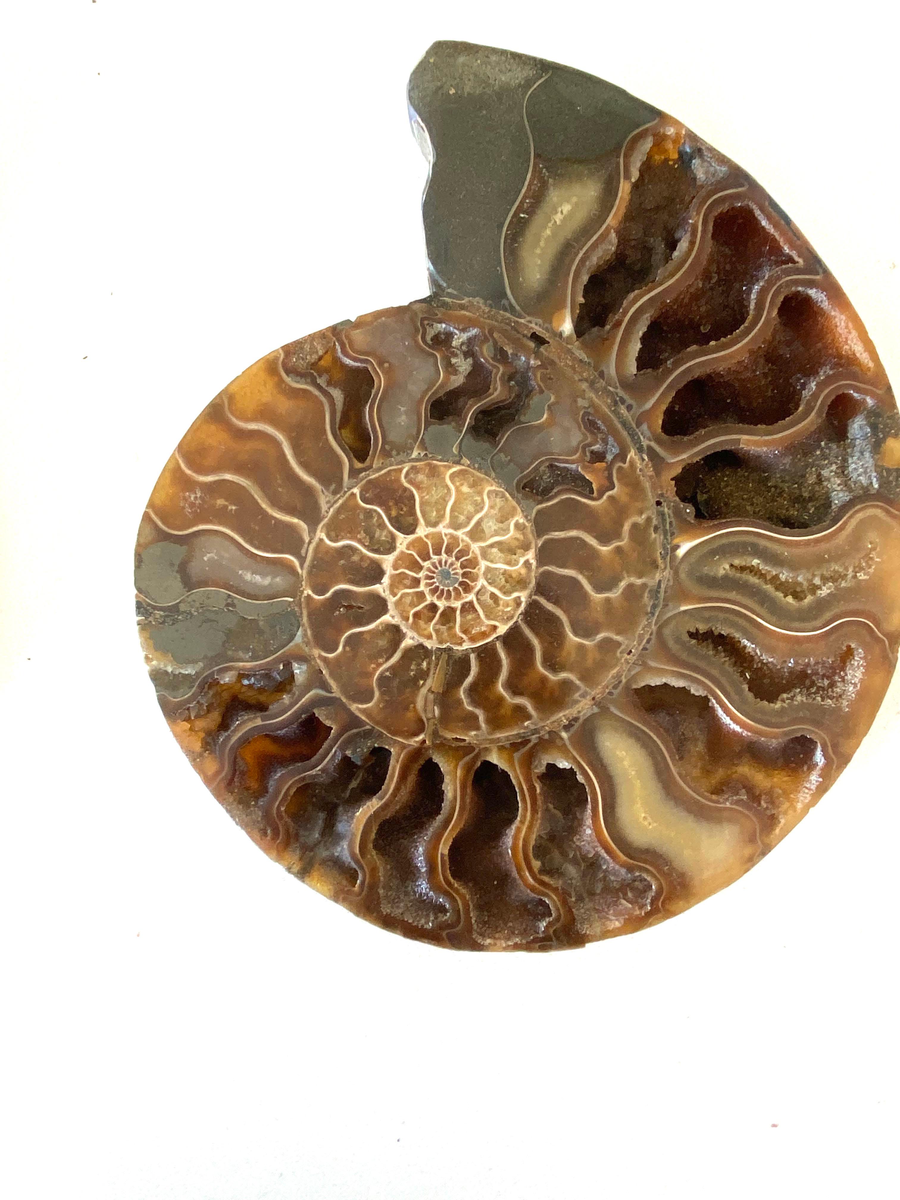 Malagasy Shades of Browns Pair of Ammonite Sculptures, Madagascar, Prehistoric