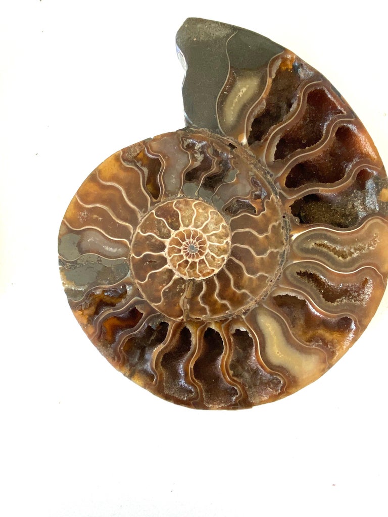 Malagasy Shades of Browns Pair of Ammonite Sculptures, Madagascar, Prehistoric For Sale