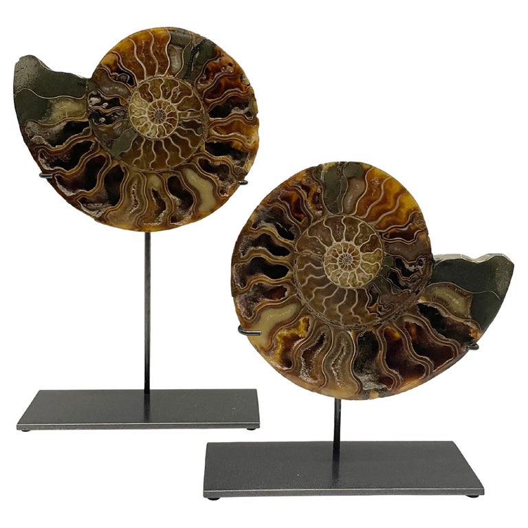 Shades of Browns Pair of Ammonite Sculptures, Madagascar, Prehistoric For Sale