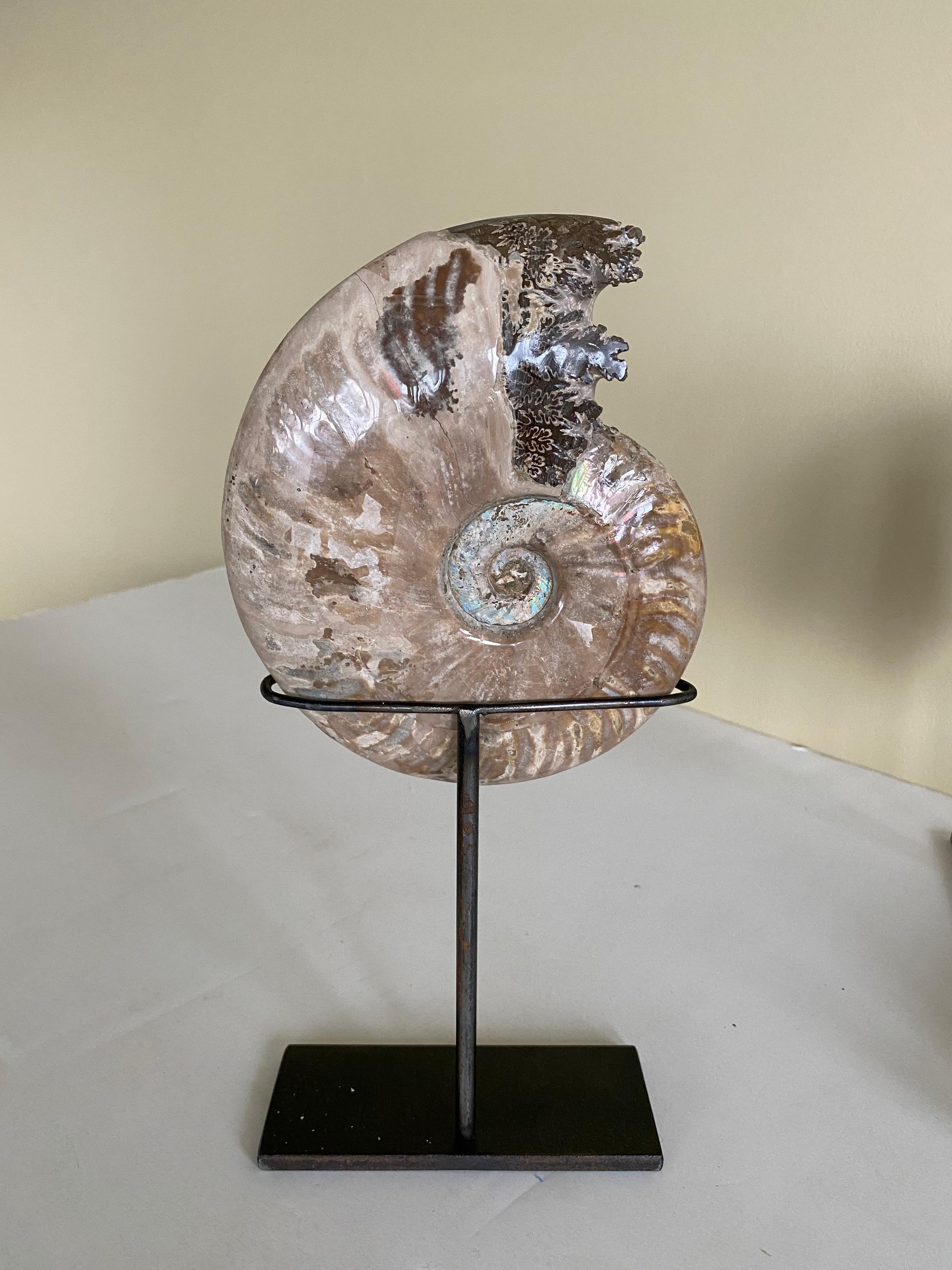 Prehistoric single polished ammonite on custom steel stand.
From Madagascar
Shades of dark green and brown
Measures: Stand 7