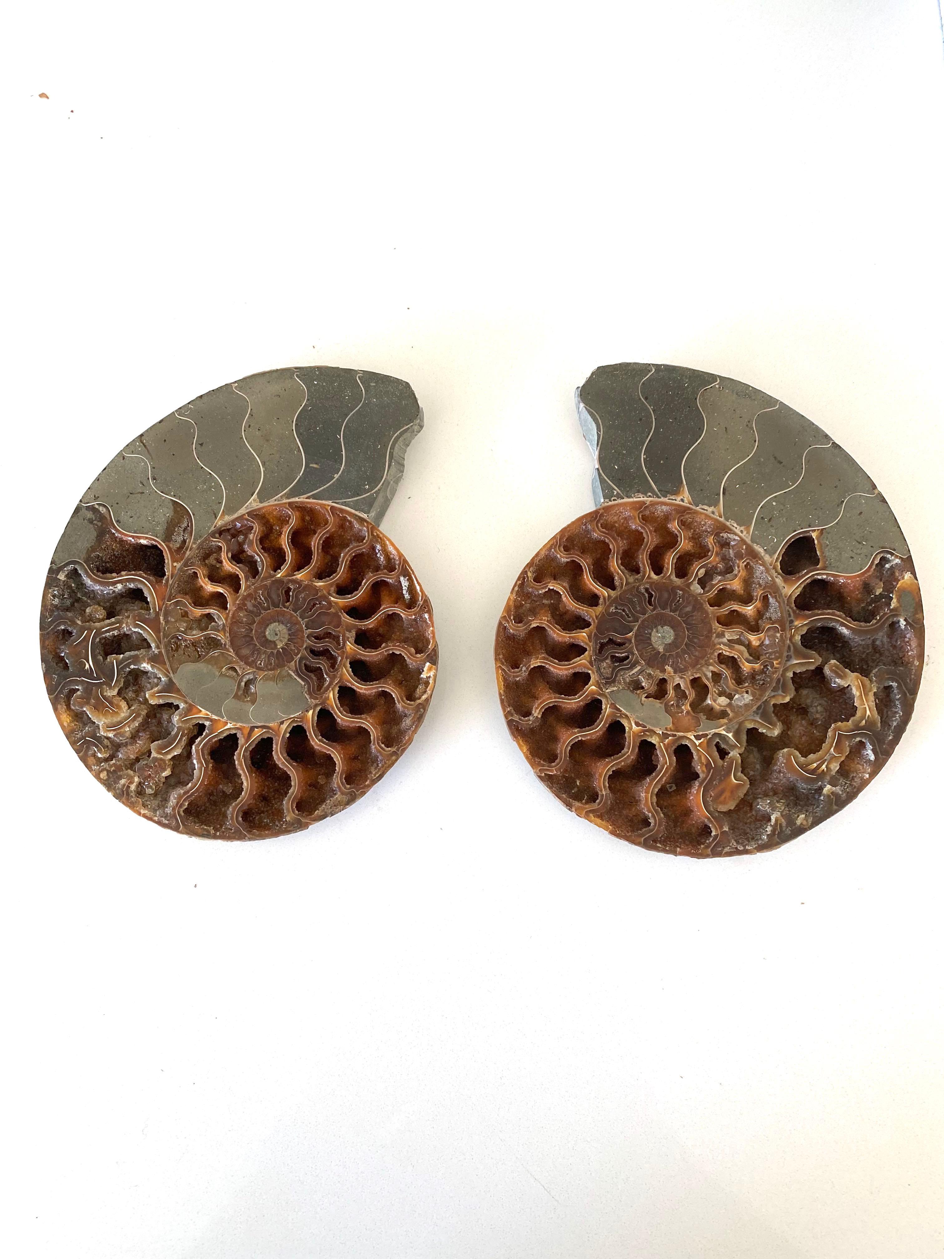 Pair polished matching set of two ammonites newly mounted on custom steel stands.
One of many from a large collection.
Varying sizes available.
One measures 8