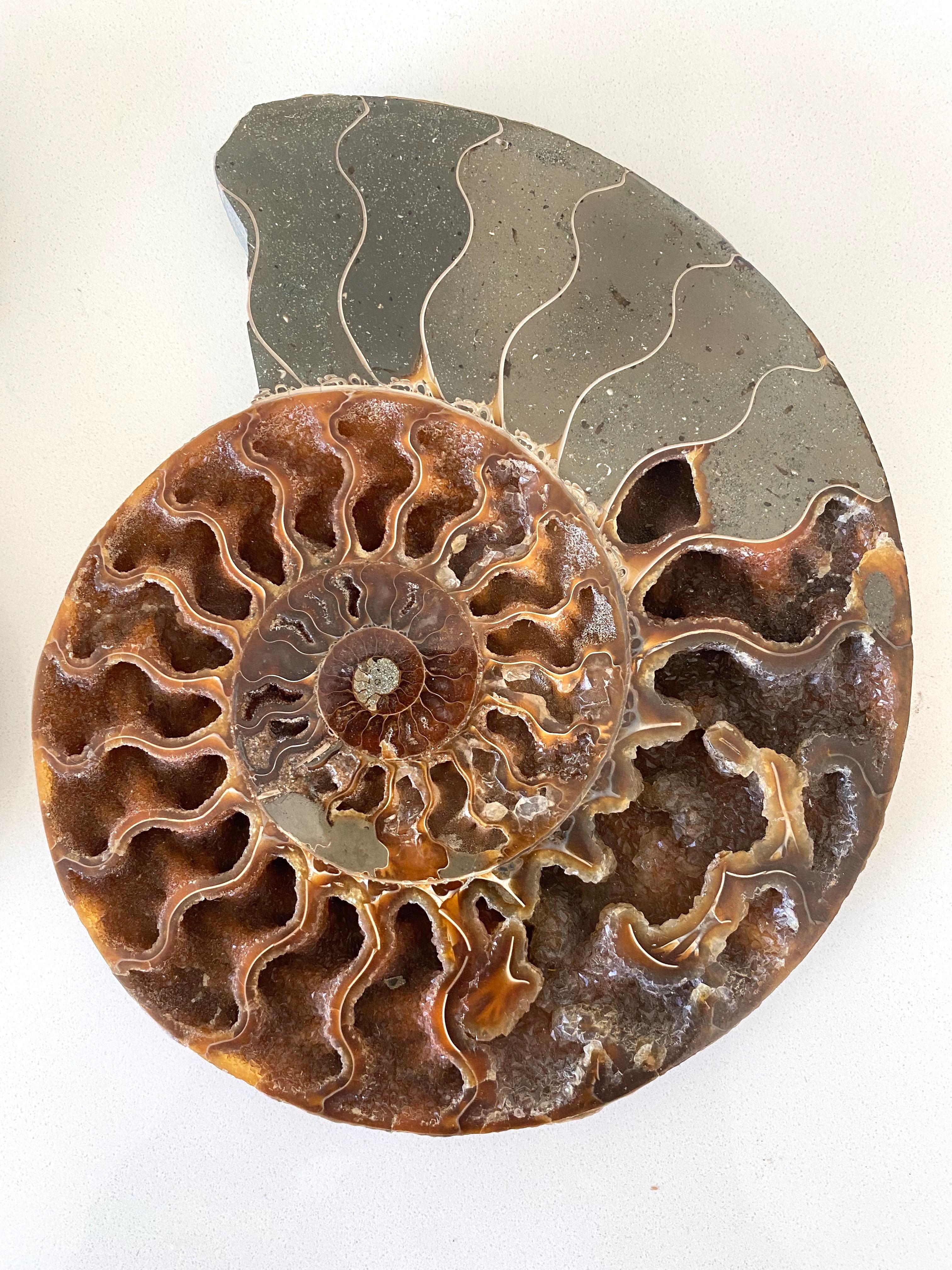 Malagasy Shades of Green with Brown Pair Ammonite Sculptures, Madagascar, Prehistoric