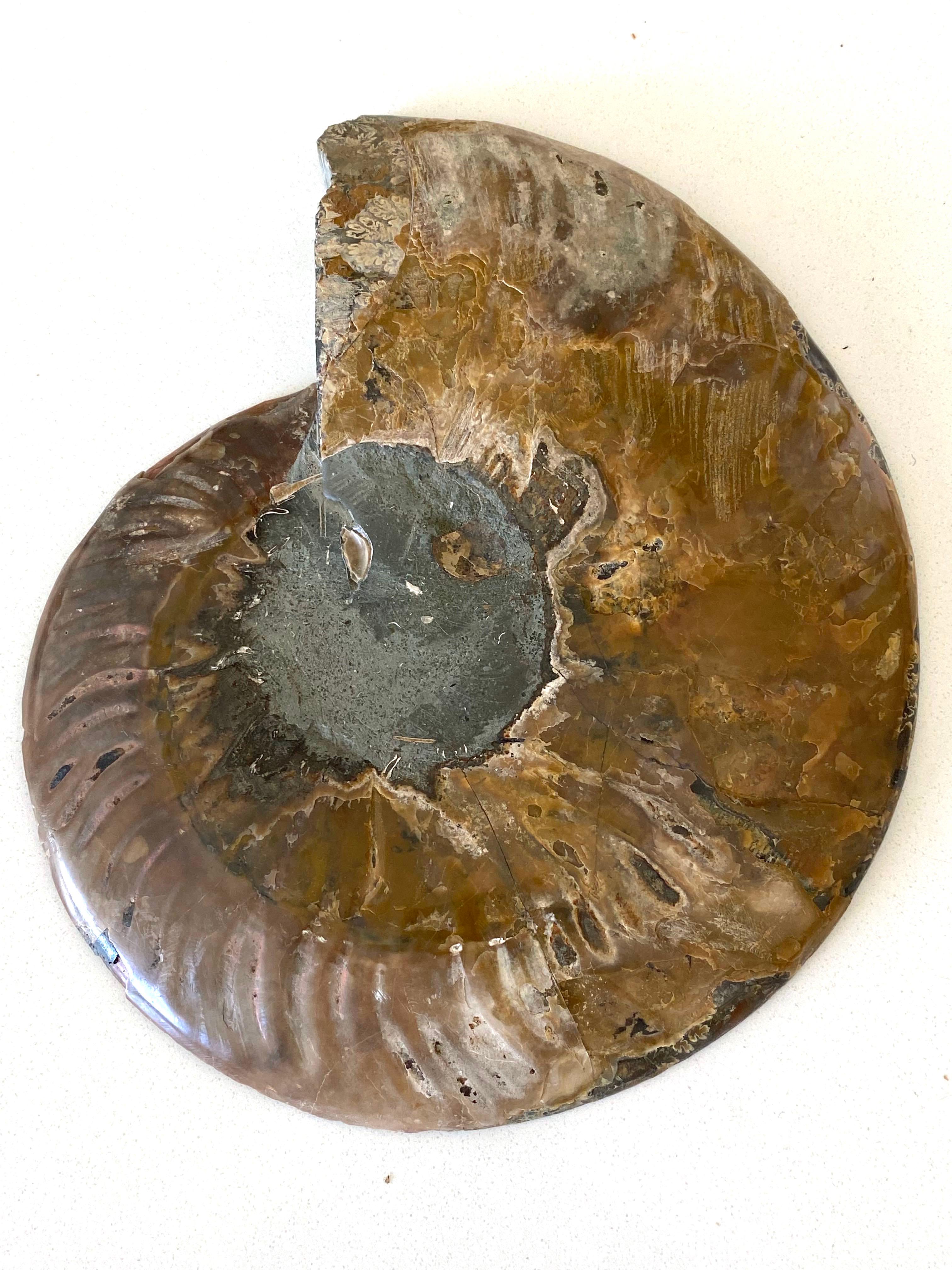 Shades of Green with Brown Pair Ammonite Sculptures, Madagascar, Prehistoric In Good Condition In New York, NY