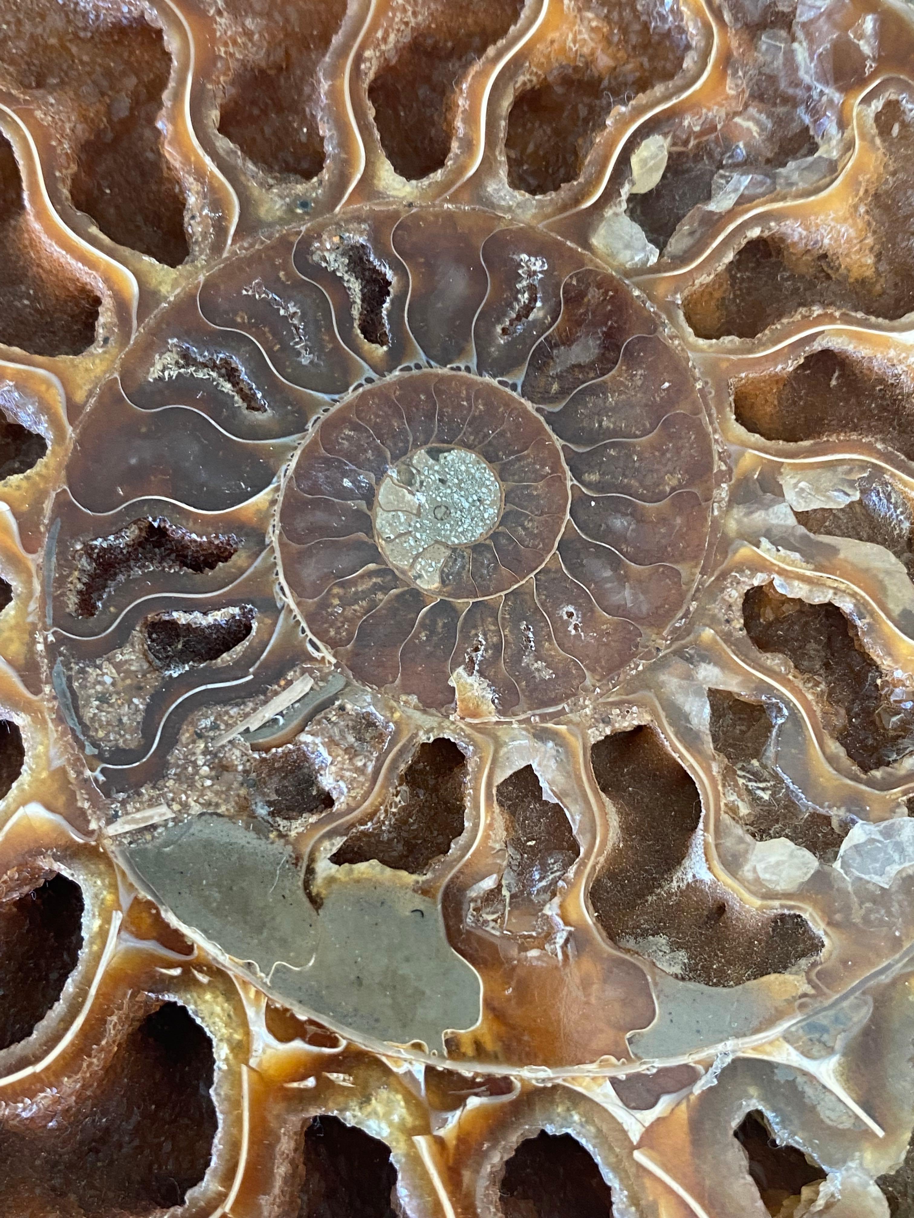 Other Shades of Green with Brown Pair Ammonite Sculptures, Madagascar, Prehistoric