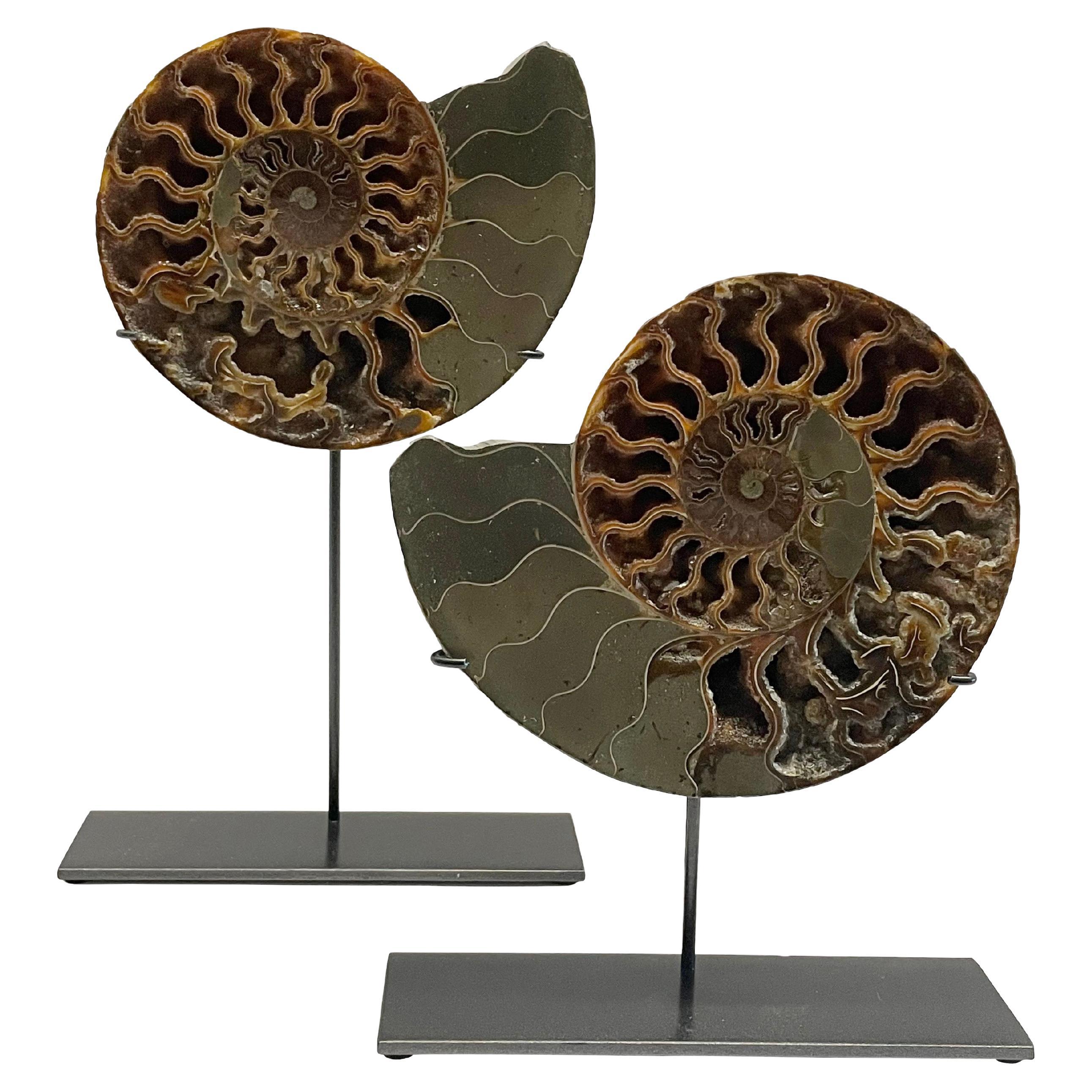 Shades of Green with Brown Pair Ammonite Sculptures, Madagascar, Prehistoric