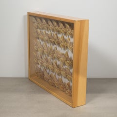 Shadowboxed Collection of Farm Raised Moths in a Maple Case