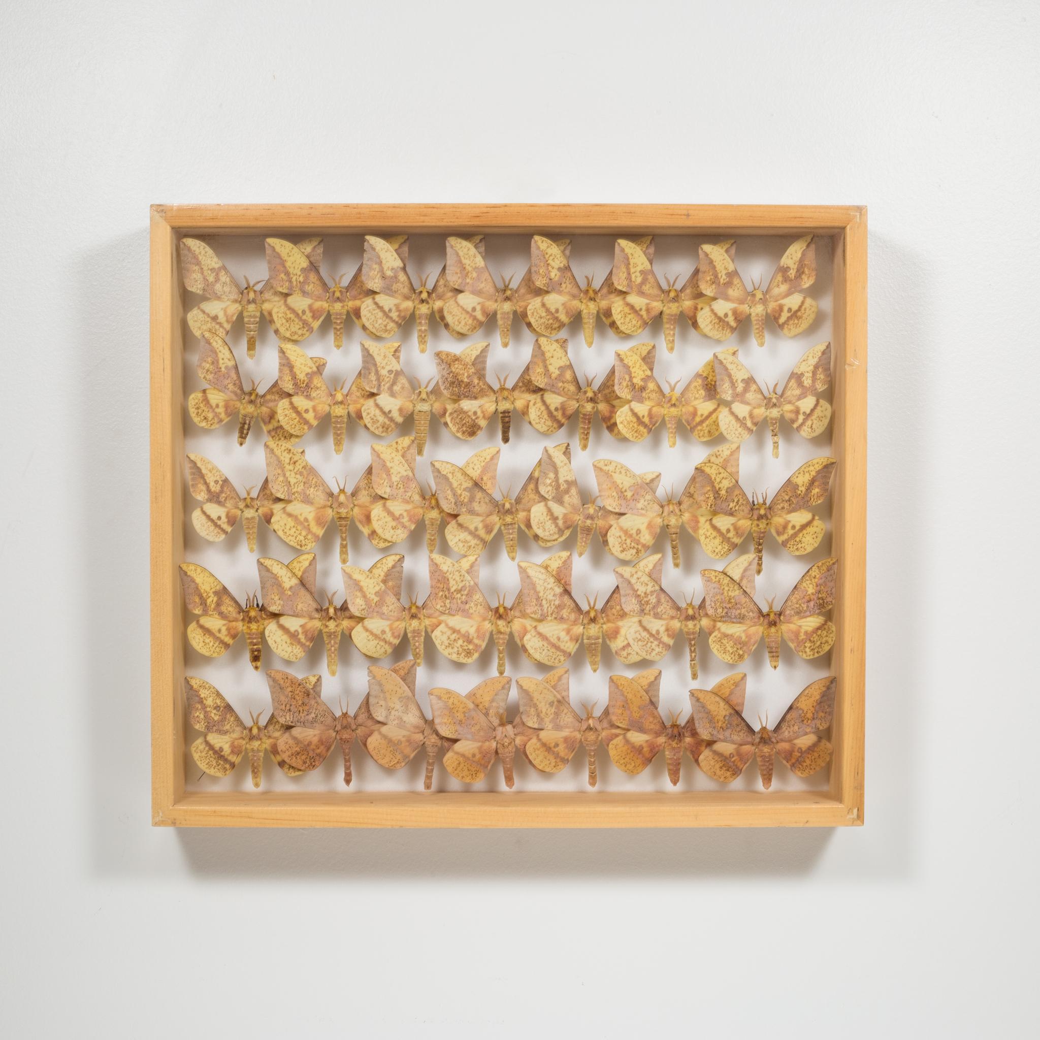 Shadowboxed Collection of Farm Raised Moths in a Maple Case In Good Condition In San Francisco, CA