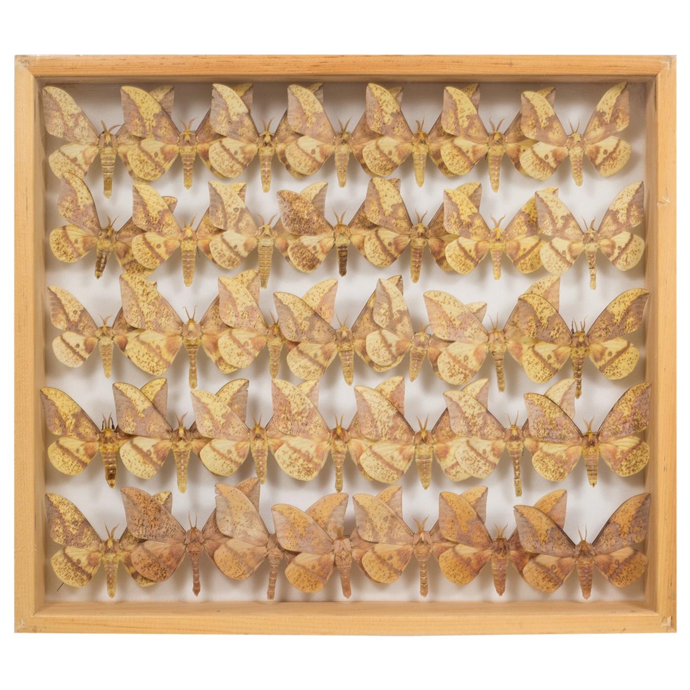 Shadowboxed Collection of Farm Raised Moths in a Maple Case