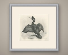 Shag, Antique Bird Print after Lilian Medland, circa 1909
