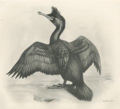 Shag, Antique Bird Print after Lilian Medland, circa 1909