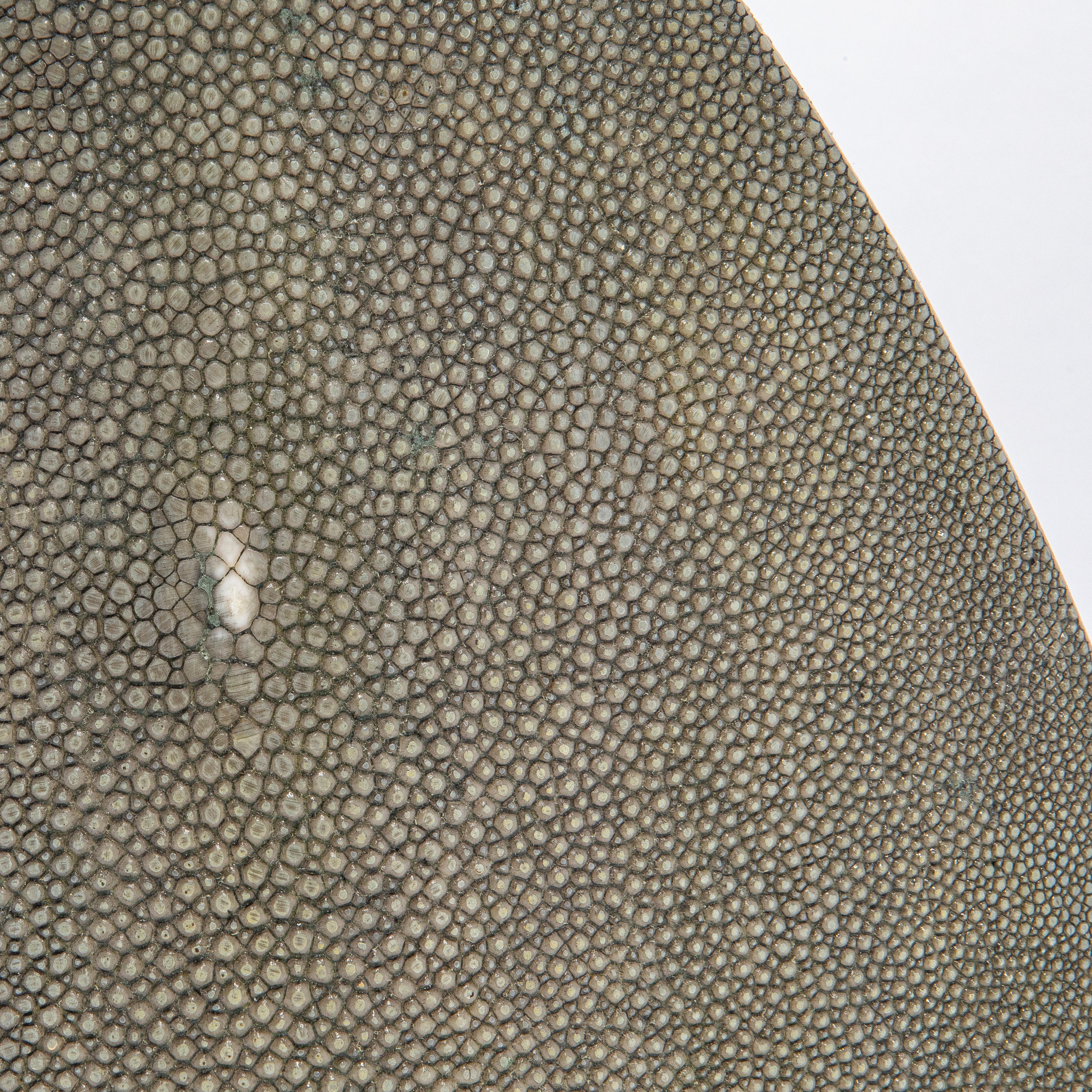 Jarrón de piel de zapa con detalles de latón de R & Y Augousti Cuero de raya Shagreen en venta