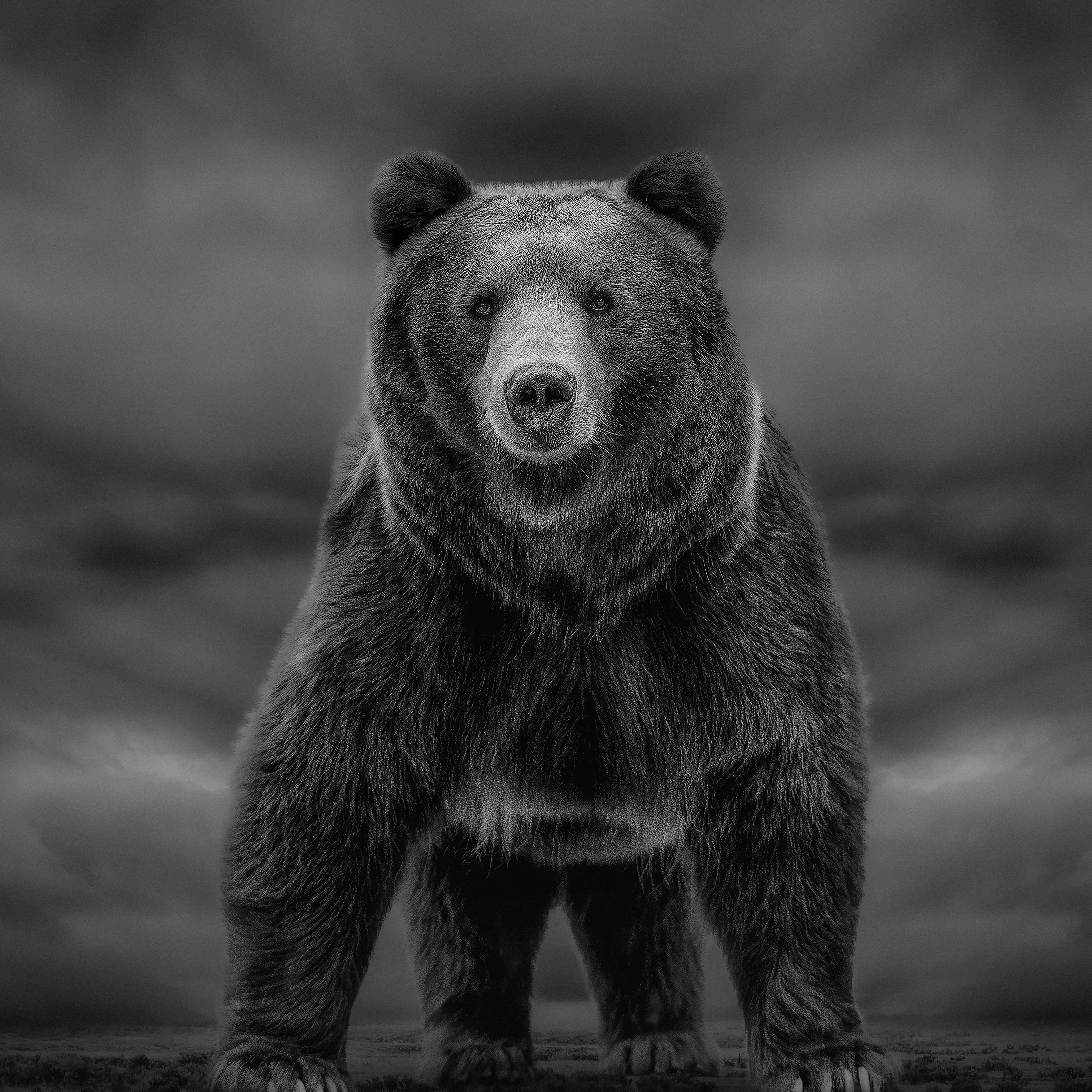 Shane Russeck Animal Print - 12x12  Black and White Photography of a Kodiak , Grizzly Bear Fine Art Photograph