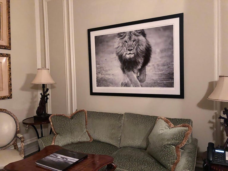 1stDibs Special: Panthera Leo 50x60 Black and White Photography Lion - Unsigned  - Print by Shane Russeck