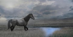 20x40 Photographie, Photographie de Cheval sauvage, Mustang, Chevaux , Fine Art Non signé