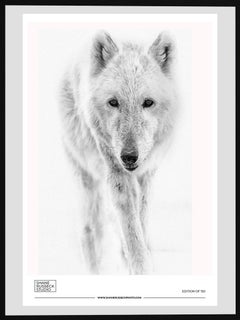 Photographie d'exposition 24x36 Arctic Wolf, Photographie d'art Wolves
