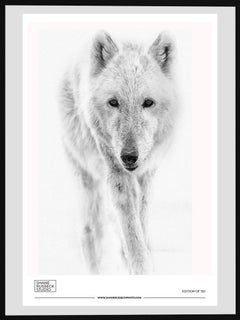 24x36 Arctic Wolf Exhibition Print Photography Photograph Art Wolves