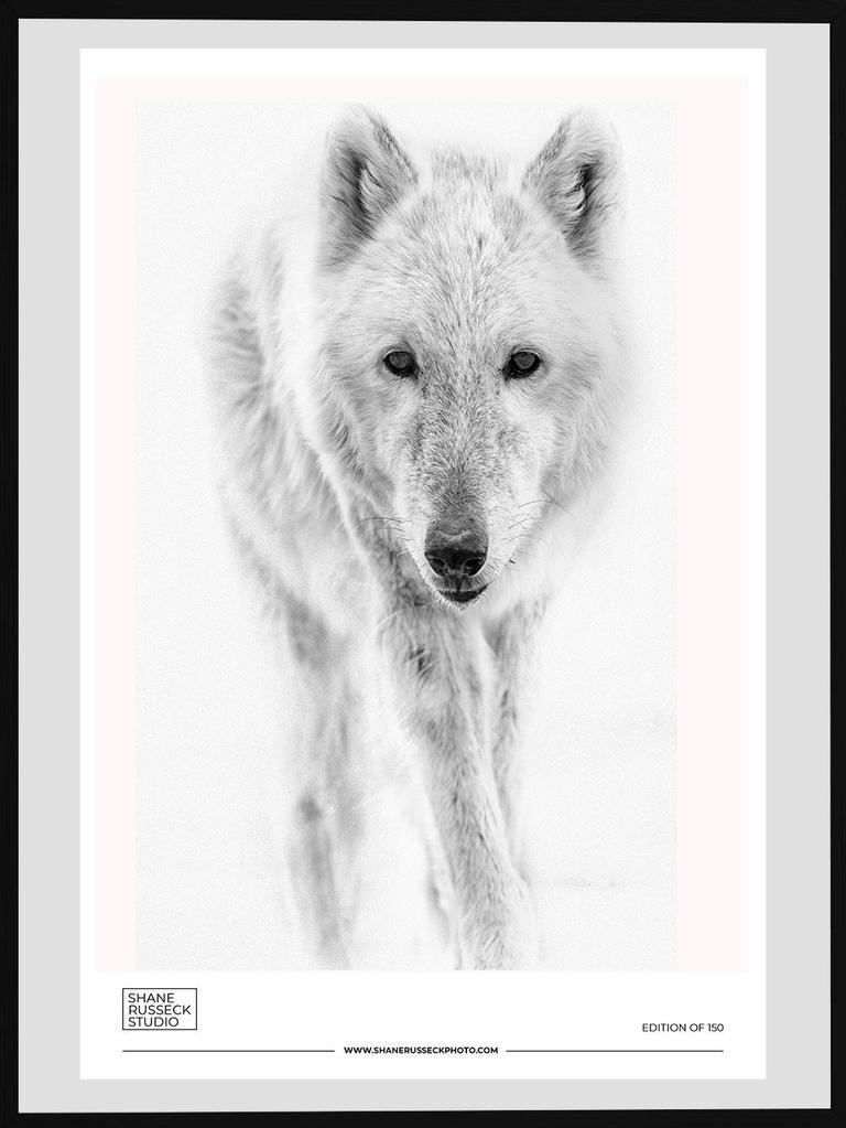 Shane Russeck Animal Print – 24x36 Arctic Wolf Exhibition Druckfotografie Fotografie Kunst Wolken