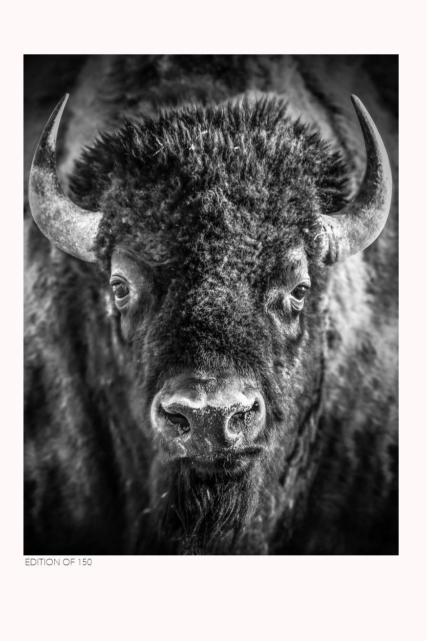 Shane Russeck Animal Print - 24x36  Bison American Buffalo Photography Art  Exhibition Print Black and White