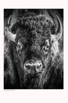 24x36  Bison American Buffalo Photography Art  Exhibition Print Black and White
