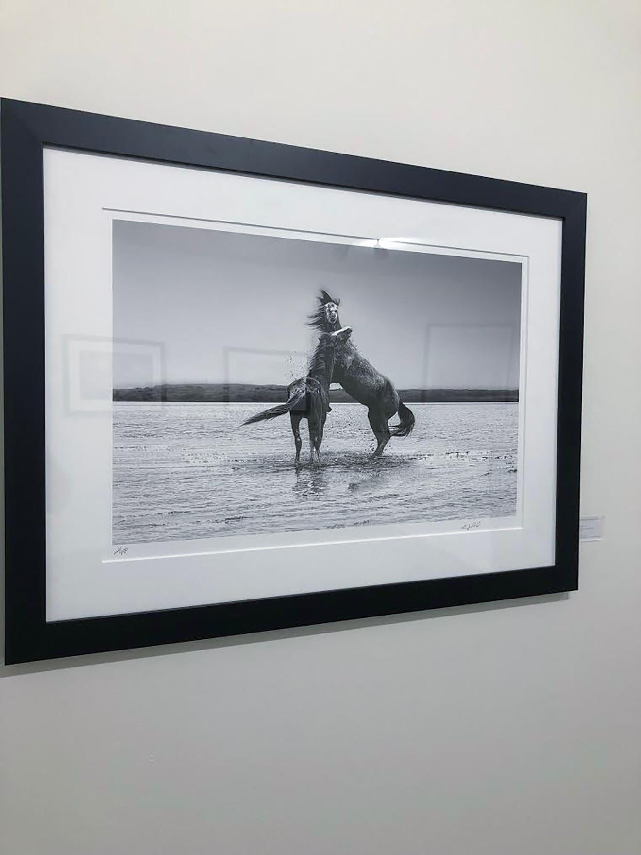 Photo 24x36 « The Pugilist » en noir et blanc représentant des chevaux sauvages et des moutons - Print de Shane Russeck