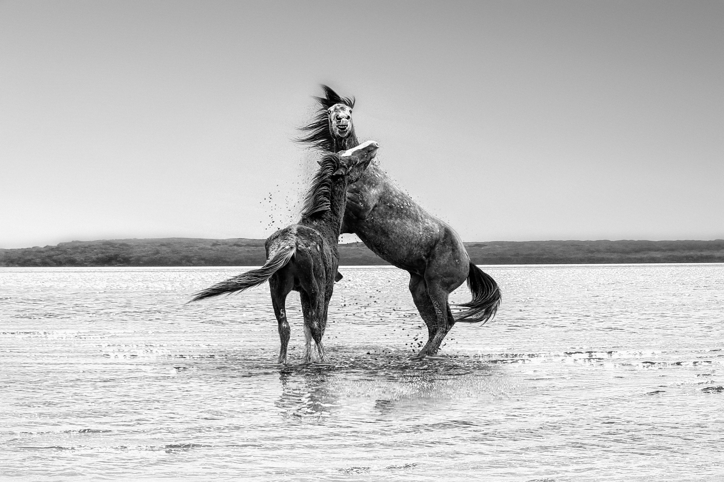 Animal Print Shane Russeck - Photo 24x36 « The Pugilist » en noir et blanc représentant des chevaux sauvages et des moutons