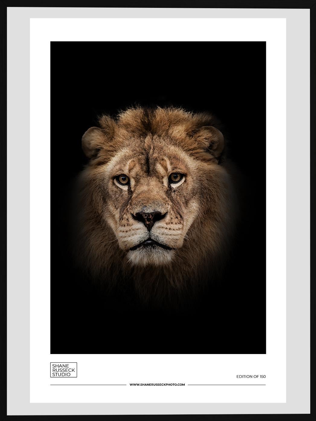 Shane Russeck Animal Print - 24x36 Lion Photograph Photography Print Poster 