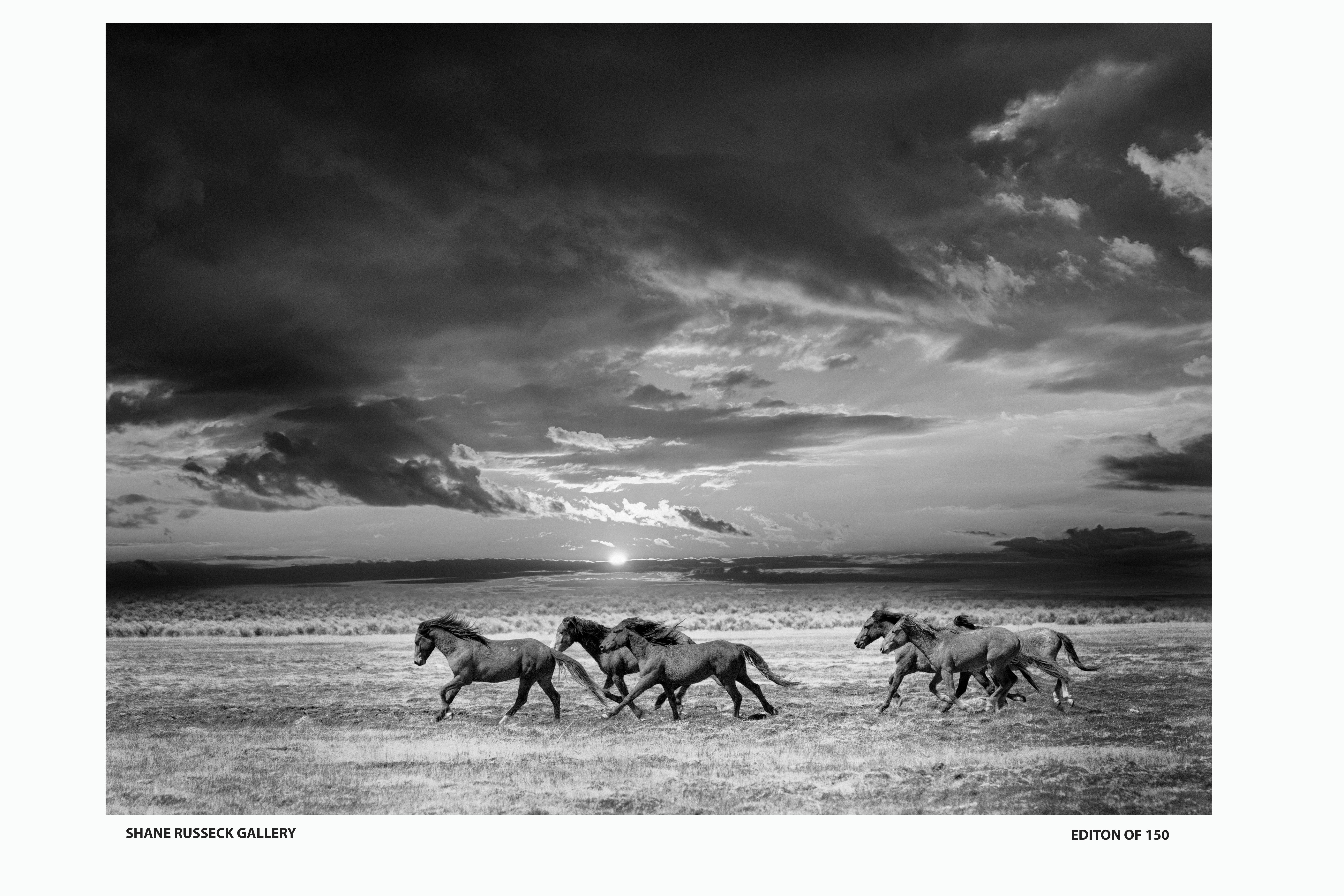 Shane Russeck Animal Print - 24x36 Wild Horses  Mustangs Gallery Poster Photography Black & White Photograph 