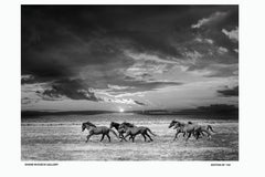 24x36 Wild Horses  Mustangs Gallery Poster Photography Black & White Photograph 