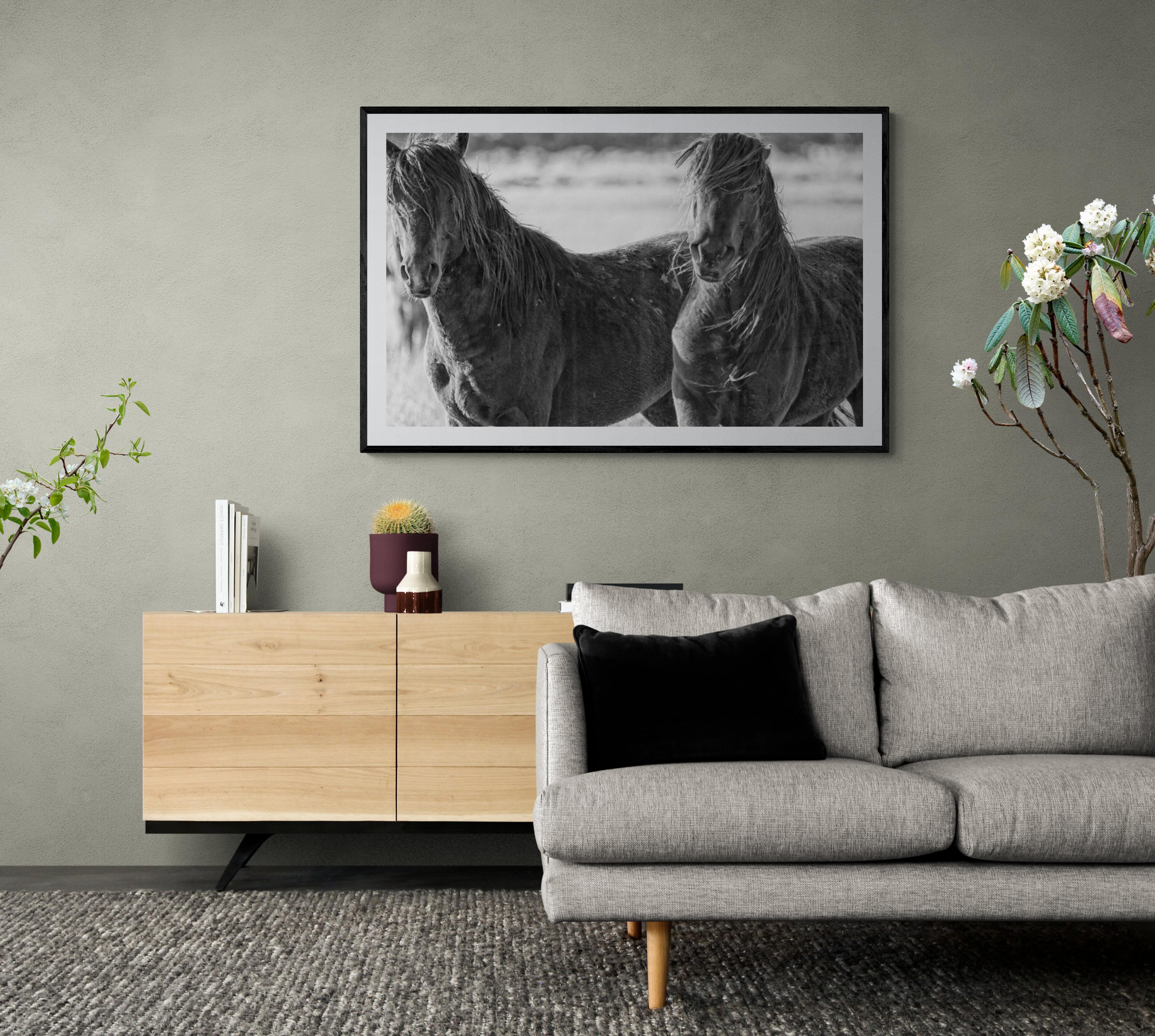 24x40 Band of Brothers - Photography of Wild Horses(Special 1stdibs Price) - Print by Shane Russeck