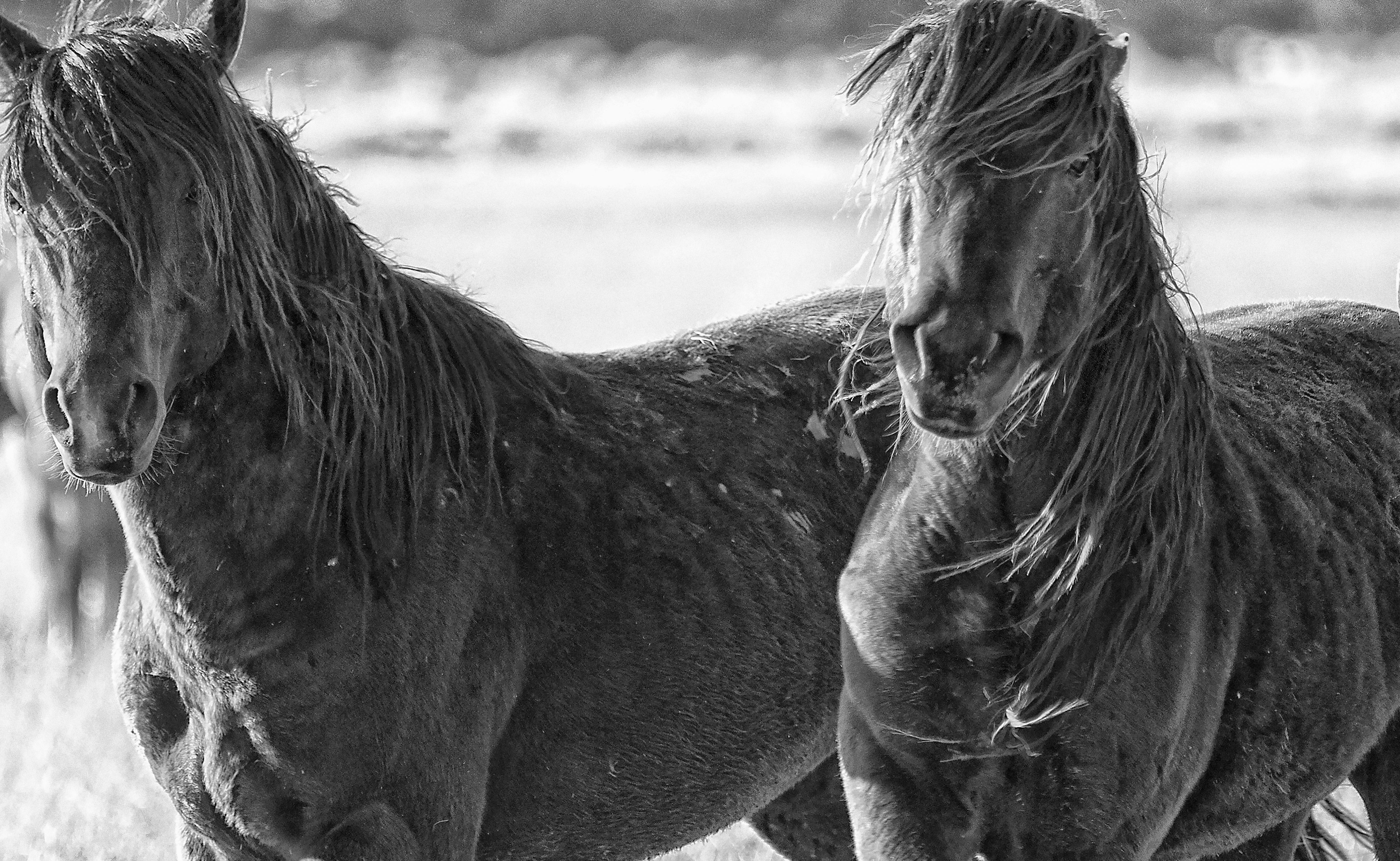 Shane Russeck Animal Print - 24x40 Band of Brothers - Photography of Wild Horses(Special 1stdibs Price)