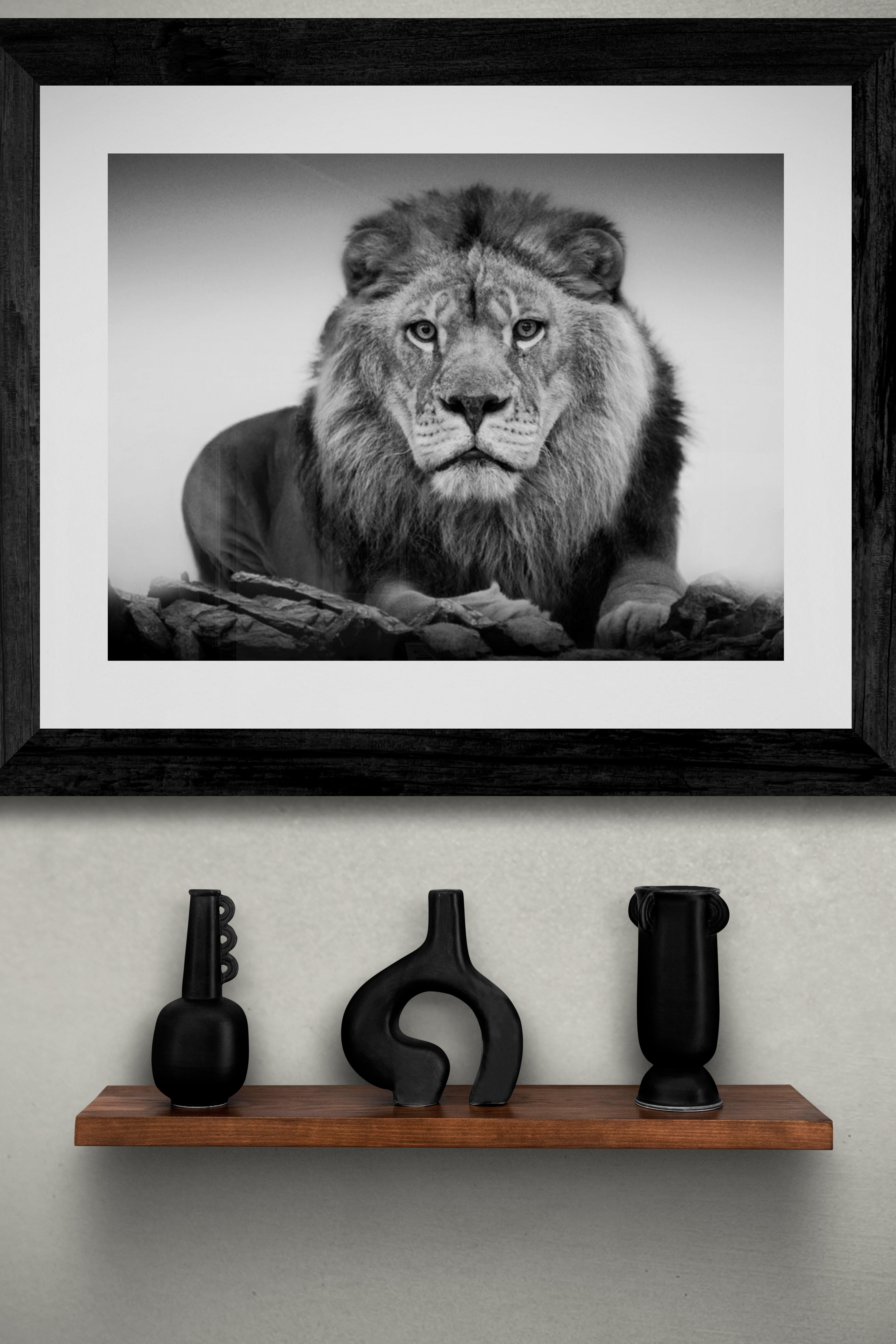 28x40 « Lion Portrait »,  Photographie Lion Noir et Blanc , Photographie Signée Art 1