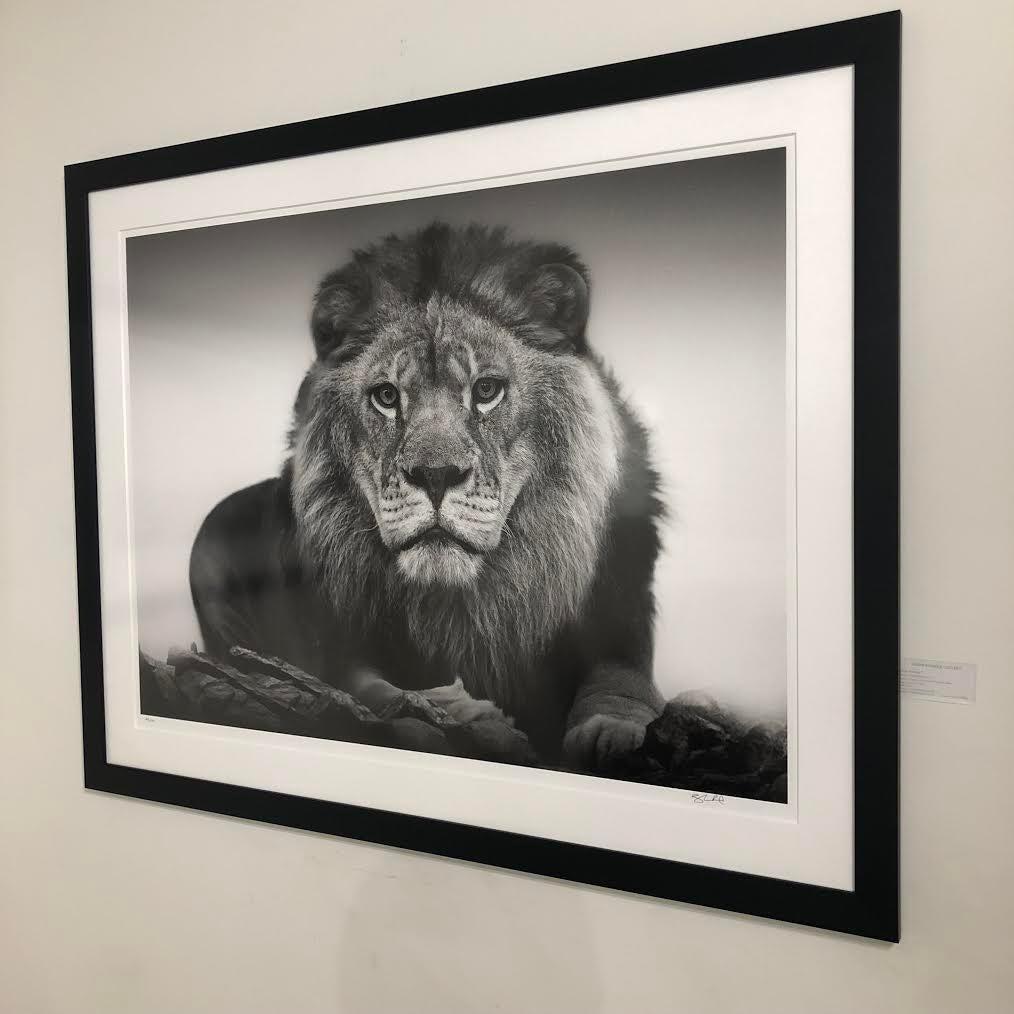 28x40 « Lion Portrait »,  Photographie Lion Noir et Blanc , Photographie Signée Art en vente 1