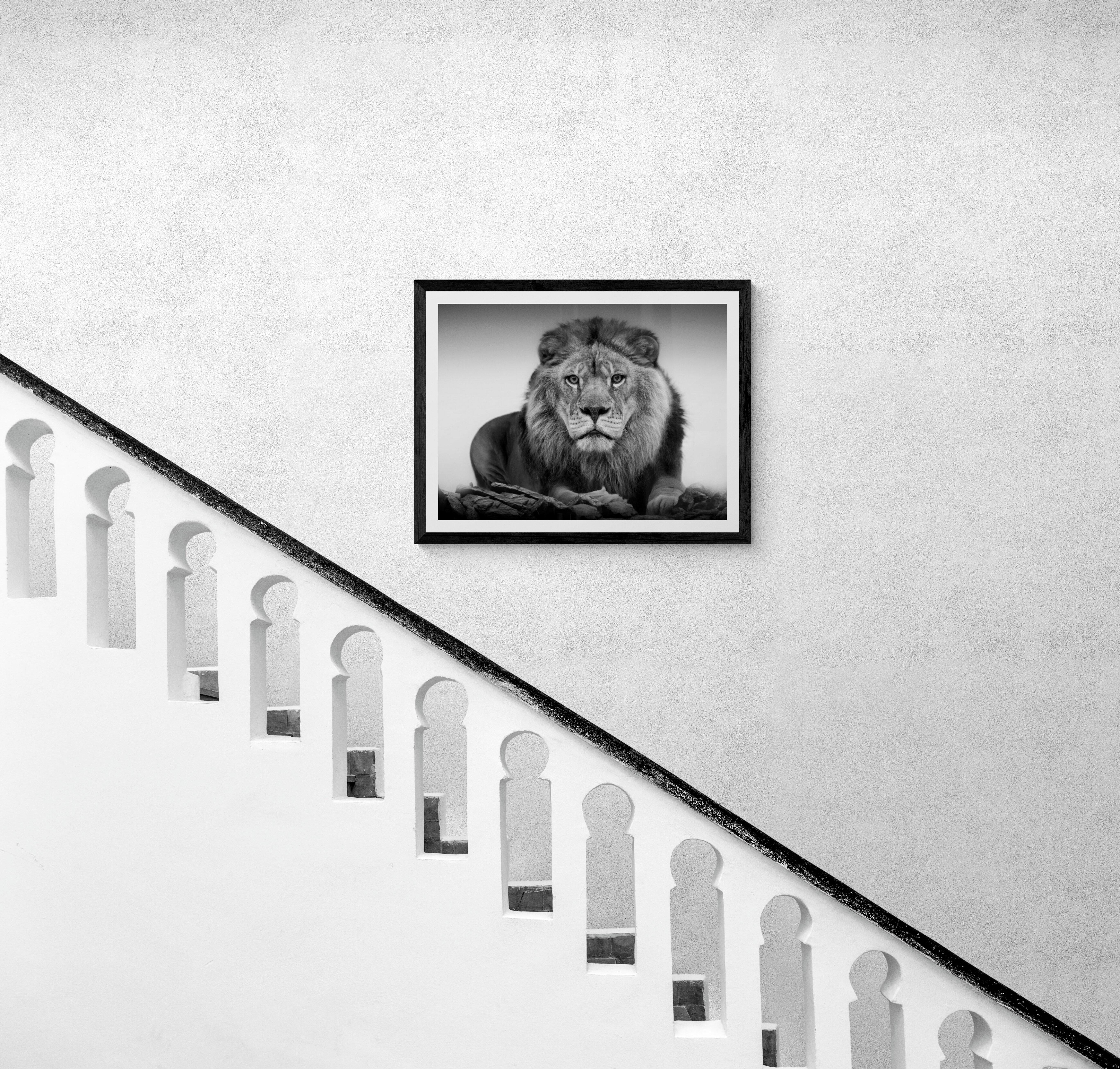 28x40 « Lion Portrait »,  Photographie Lion Noir et Blanc , Photographie Signée Art 4