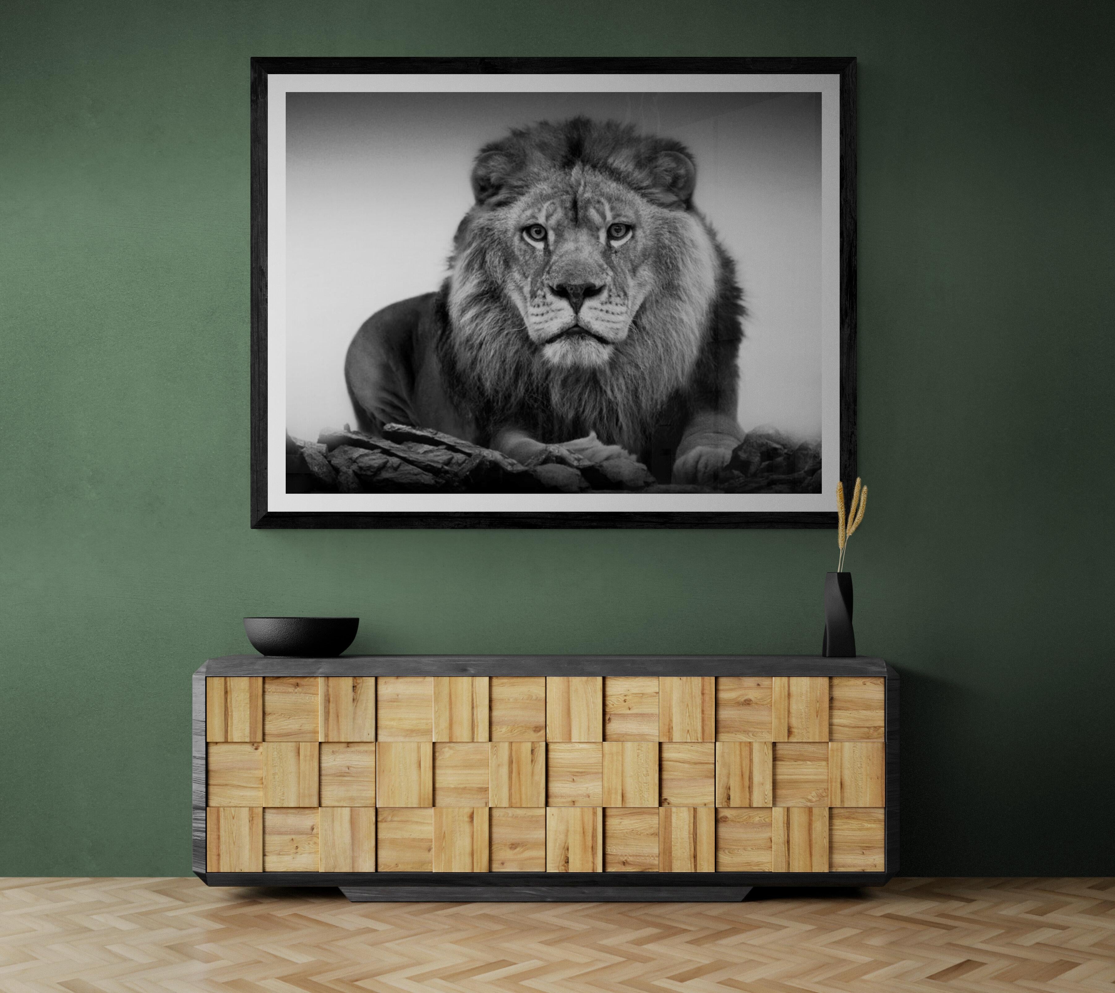 30x40 « Lion Portrait »,  Photographie Lion Noir et Blanc , Photographie Signée Art - Print de Shane Russeck