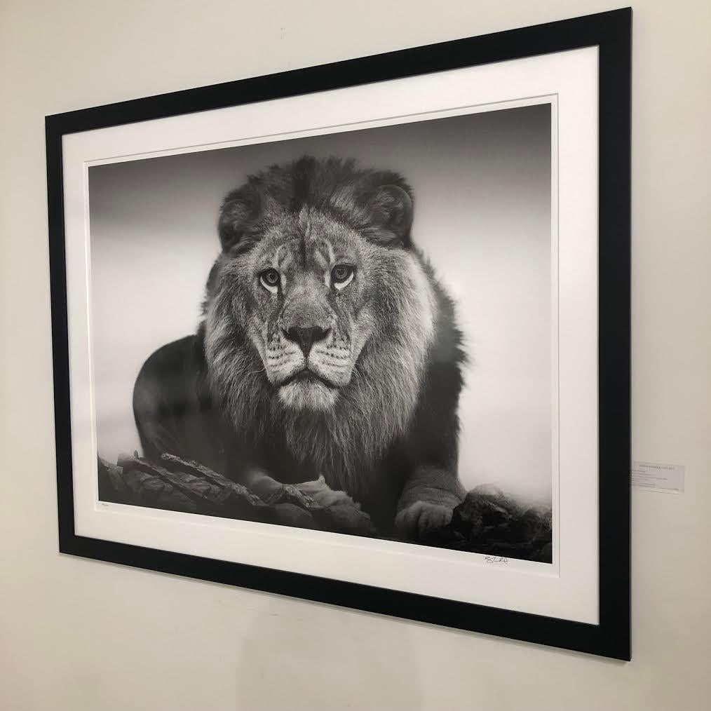 30x40 „Lion Portrait“,  Schwarz-Weiß-Löwenfotografie, Fotografie, signierte Kunst 1