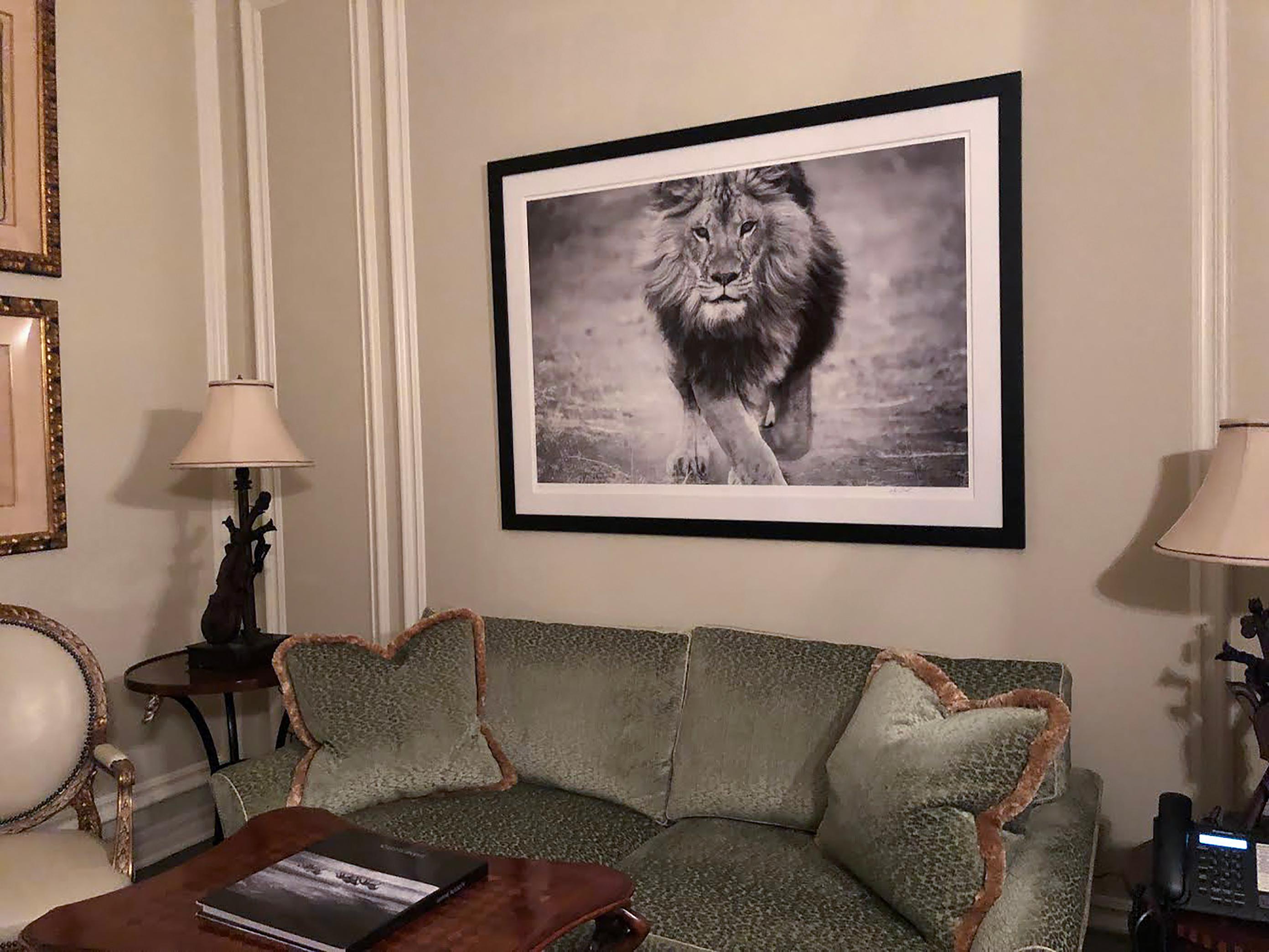 36x48 Black and White Lion Photography Unsigned Test Print, Africa Wildlife - Gray Black and White Photograph by Shane Russeck