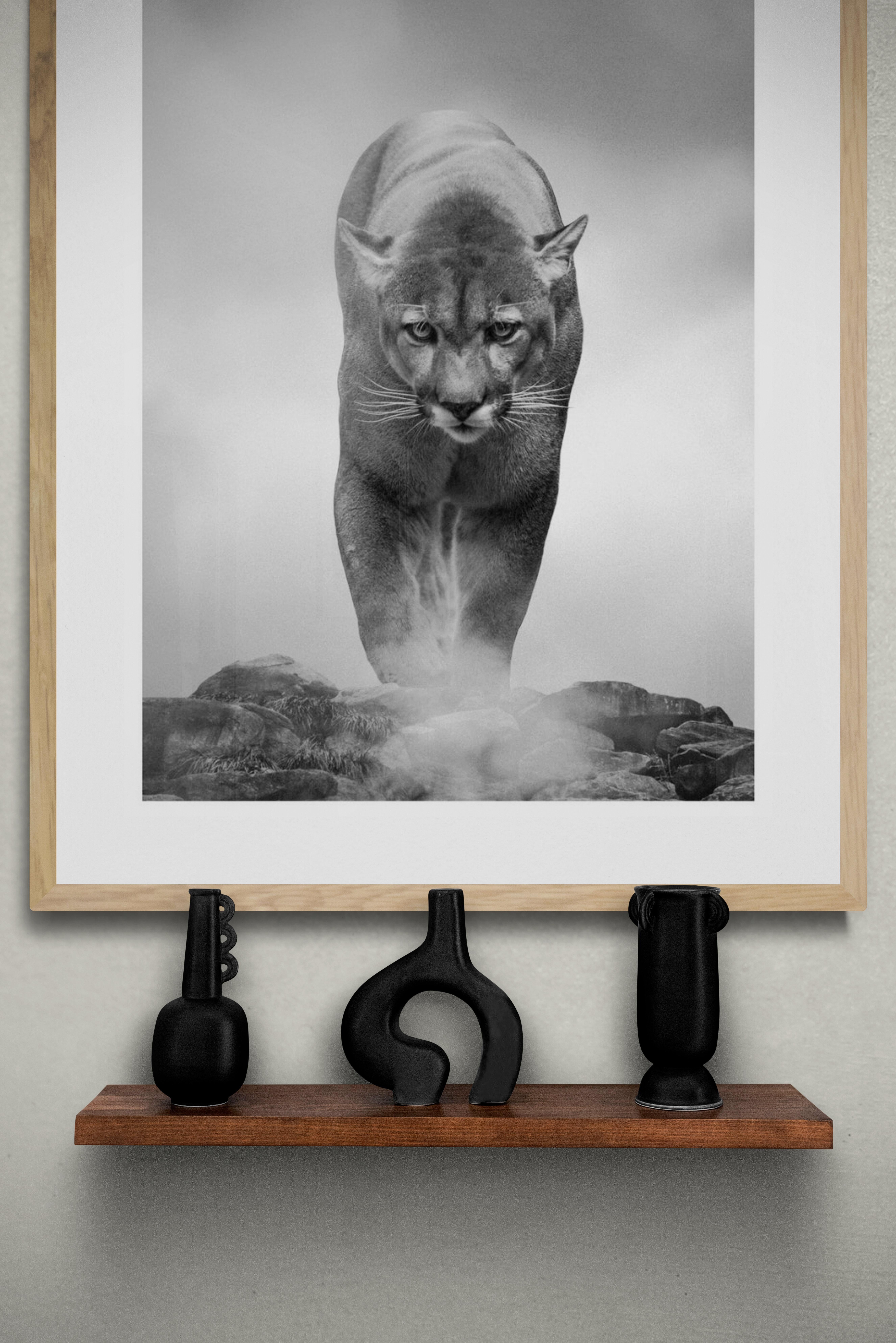  Photographie noir et blanc 36x48, photographie de lion de montagne, art en vente 2