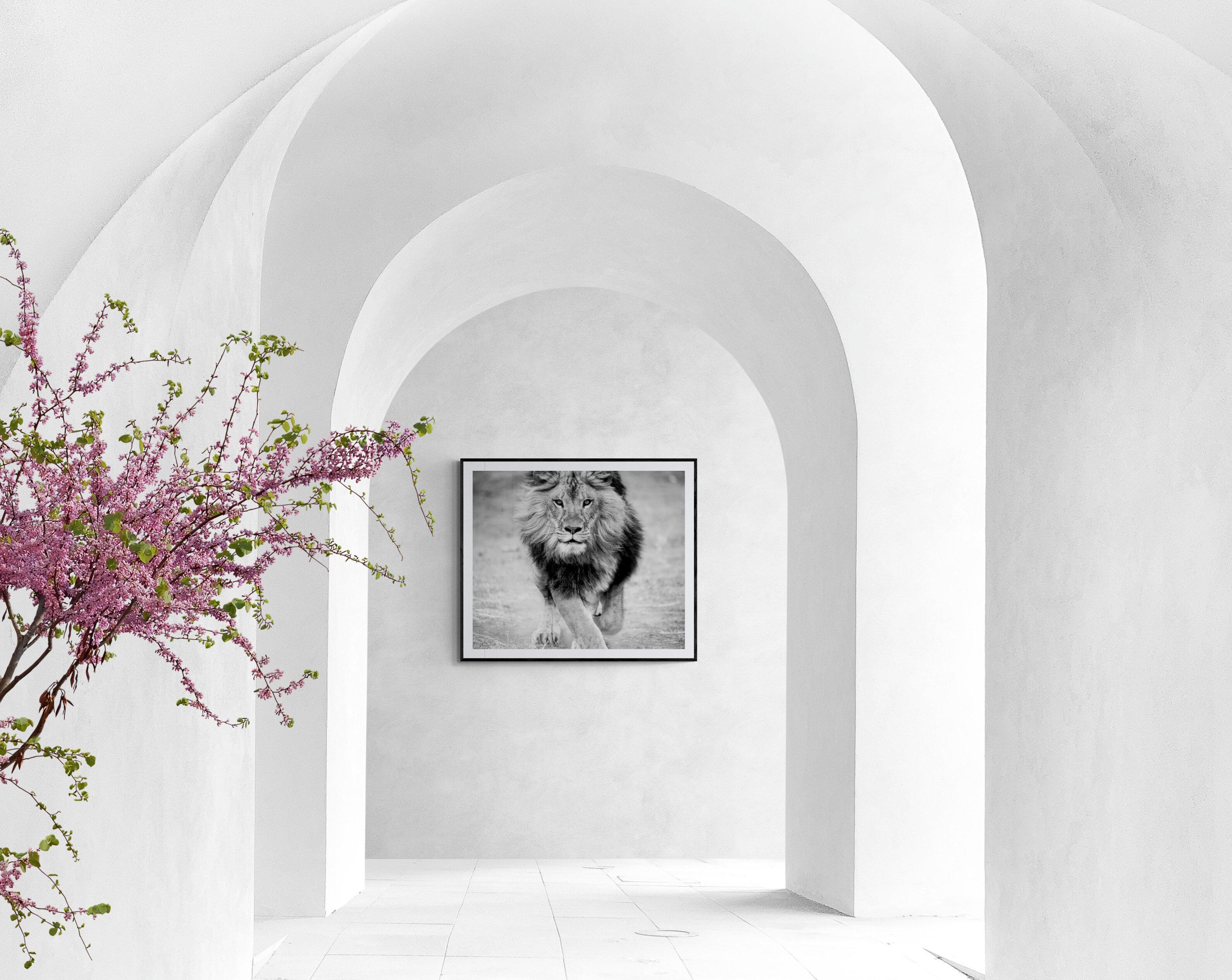 36x48 Fotografia del leone in bianco e nero, stampa non firmata  